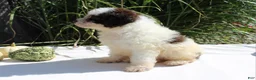 Miniature Poodle dogs for sale: Stella - Ad 3