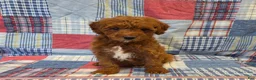 Mini Goldendoodle dogs for sale: Rusty  - Ad 2