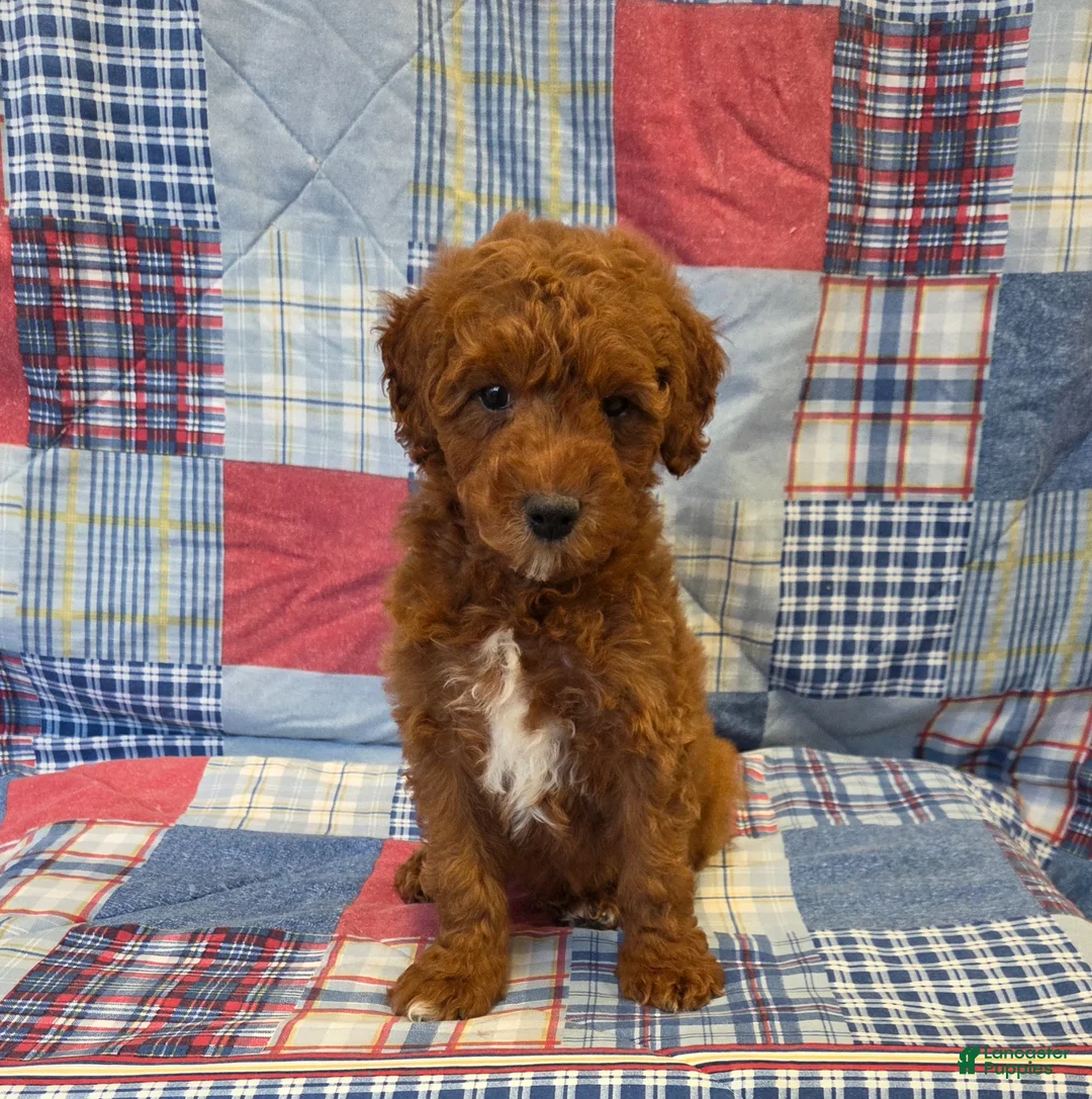 Mini Goldendoodle dogs for sale: Rusty  - Ad 2