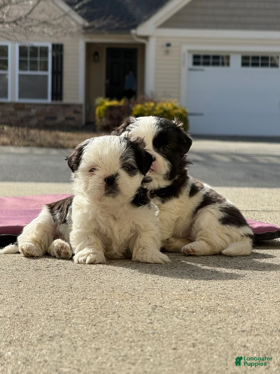Shih Tzu dogs for sale: Shih Tzu Puppy 1 - Ad 1