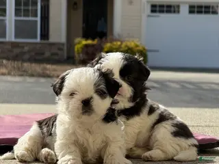 Shih Tzu dogs Shih Tzu Puppy 1 - Ad 6
