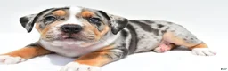 Beabull dogs for sale: Carson - Ad 6