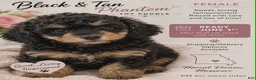 Toy Poodle dogs for sale: Fancy - Ad 8