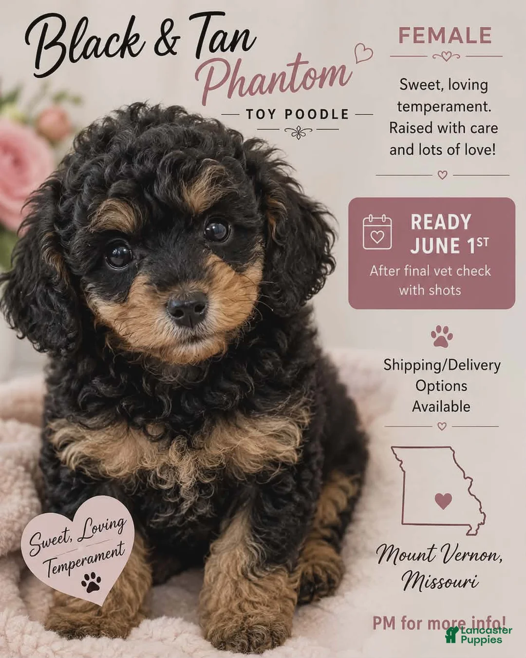 Toy Poodle dogs for sale: Fancy - Ad 8