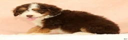 Mini Aussiedoodle dogs for sale: Levi - Ad 5