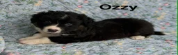 Welsh Corgi Cardigan dogs for sale: Ozzy- Fluffy - Ad 4