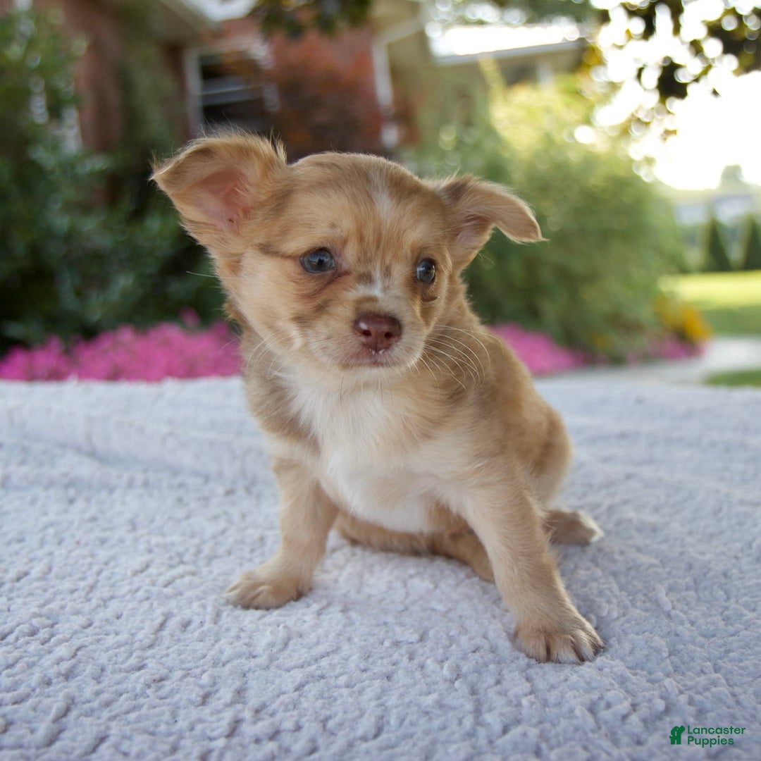 Chihuahua Terrier German Shepherd Chihuahua Mix Price Wire Haired