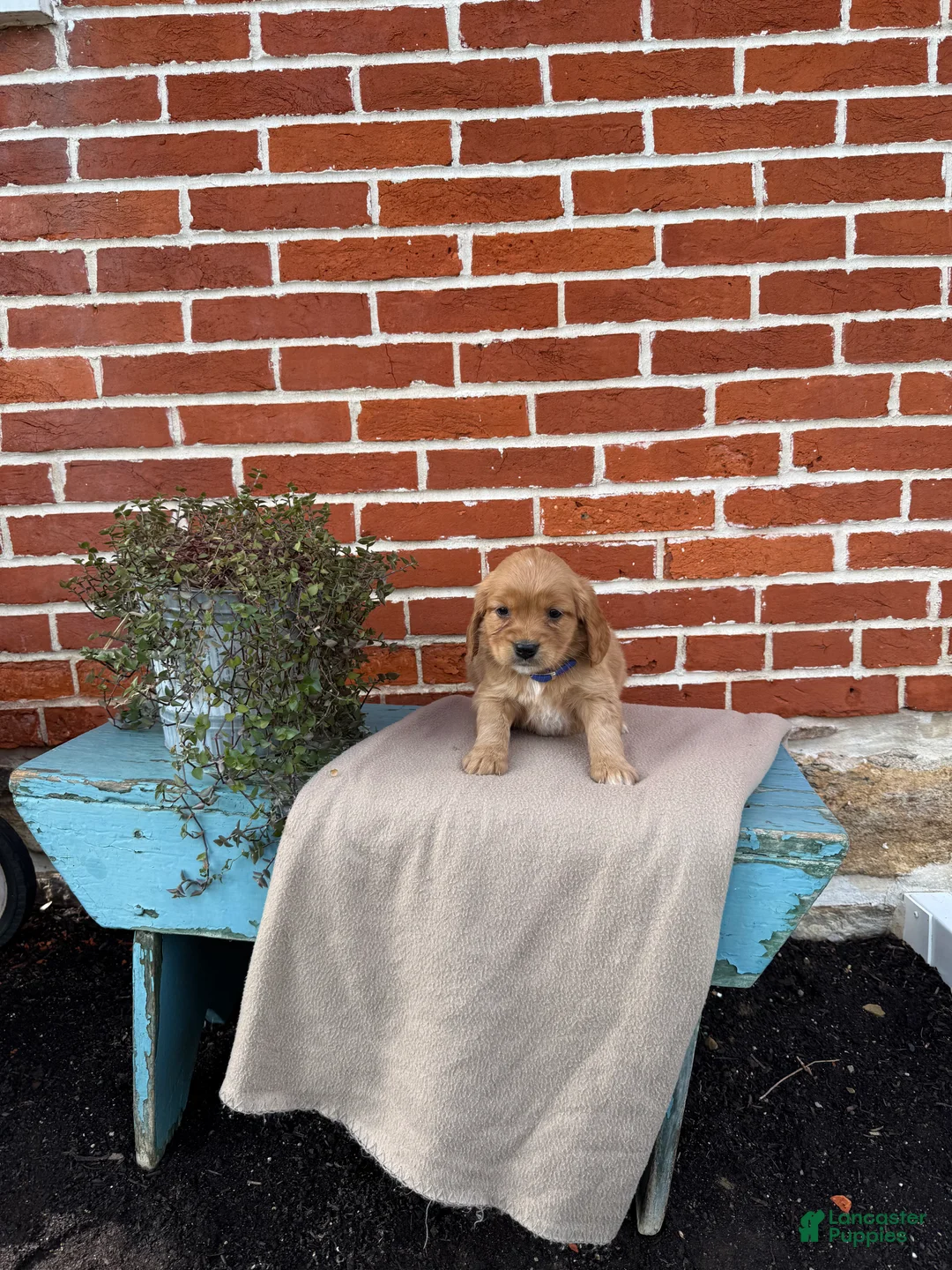 Miniature Golden Retriever dogs for sale: Miniature Golden Retriever Puppy 4 - Ad 6