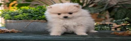 Pomeranian dogs for sale: Sawyer - Ad 3