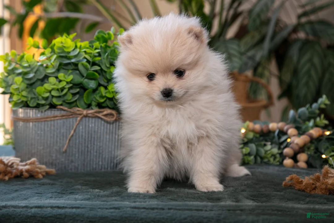 Pomeranian dogs for sale: Sawyer - Ad 3