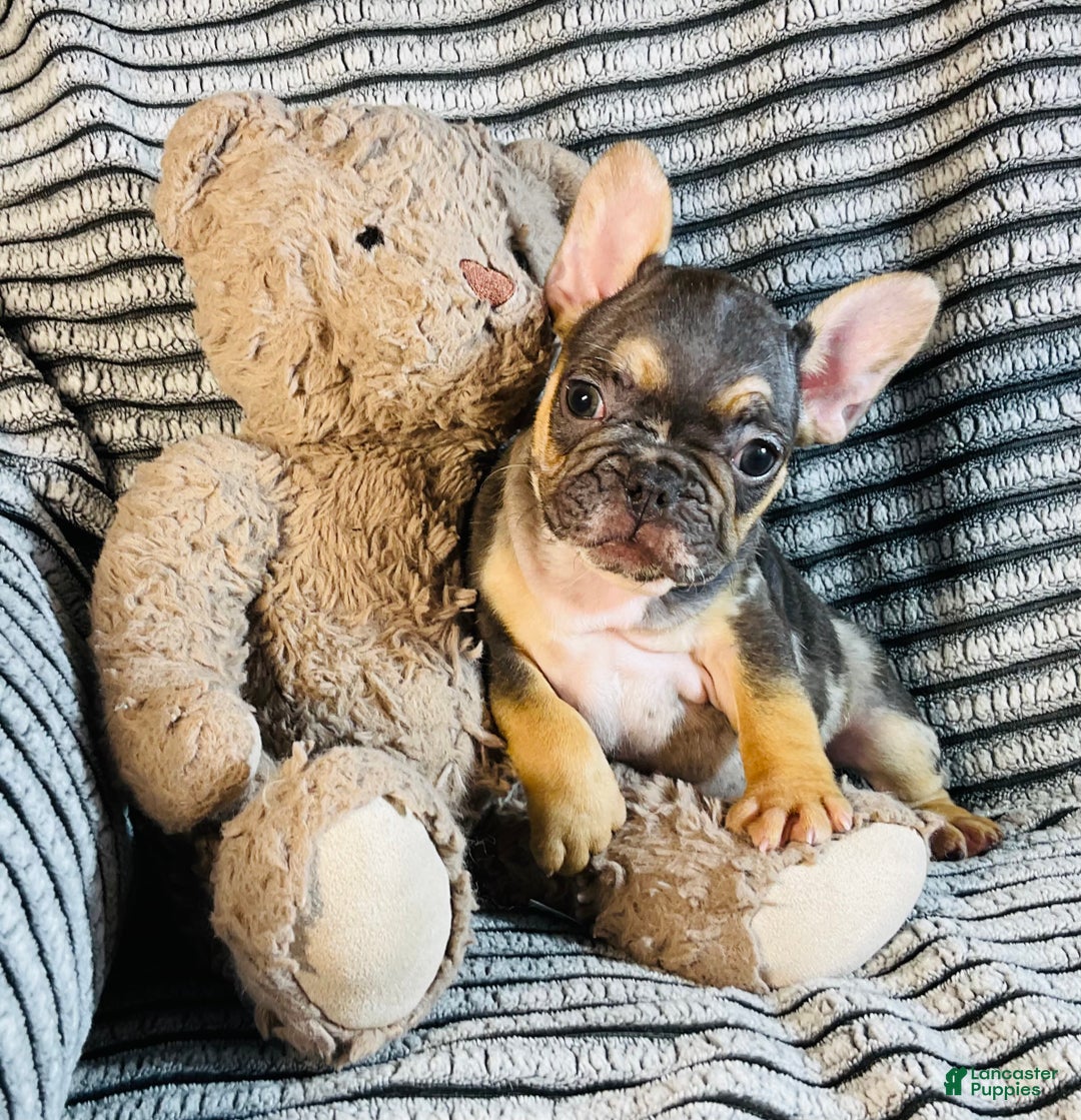 French Bulldog dogs for sale: Max  - Ad 8