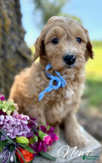 Mini Goldendoodle dogs for sale: Newt Medium Goldendoodle F1 Boy  - Ad 1
