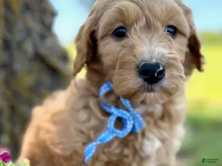 Mini Goldendoodle dogs for sale: Newt Medium Goldendoodle F1 Boy - Ad 1