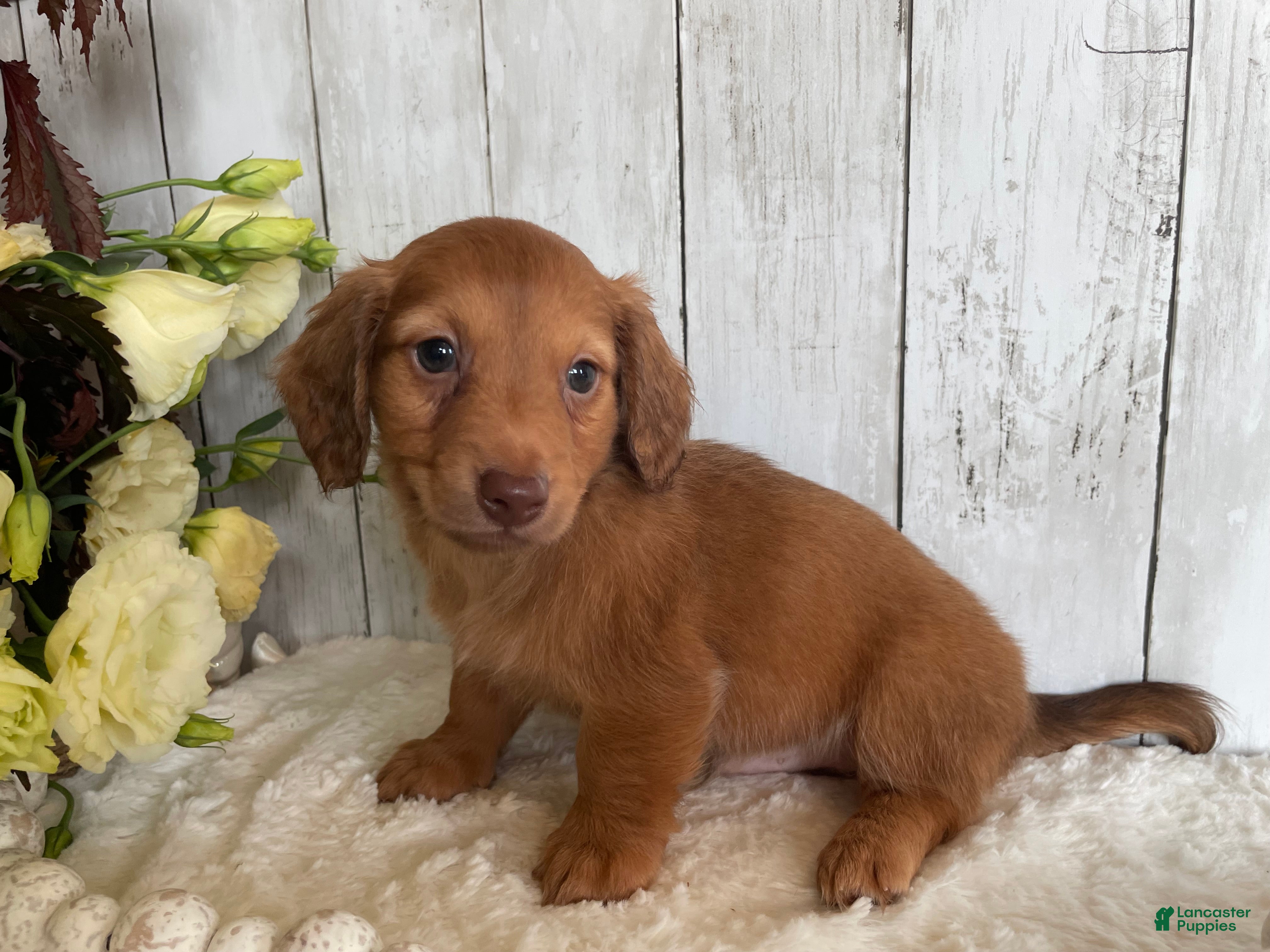 Miniature Dachshund dogs Lynn - Ad 2