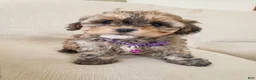 Shihpoo dogs for sale: PIXIE - Ad 4