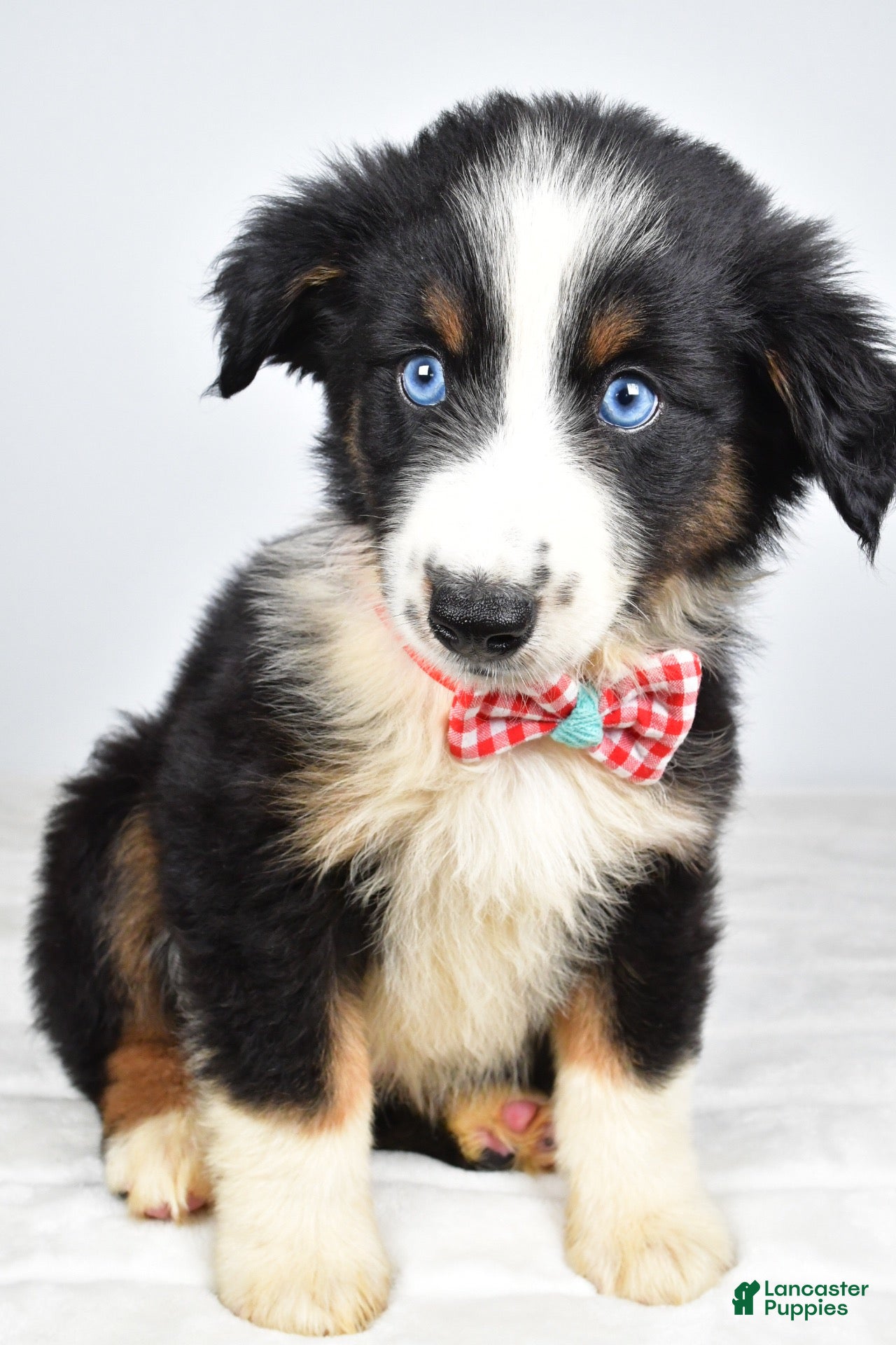 Miniature Australian Shepherd dogs Finley - Ad 2