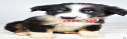Miniature Australian Shepherd dogs for sale: Finley - Ad 2