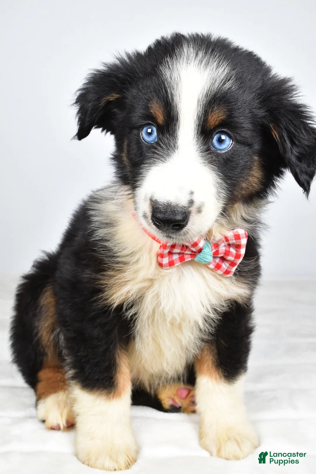 Miniature Australian Shepherd dogs for sale: Finley - Ad 2