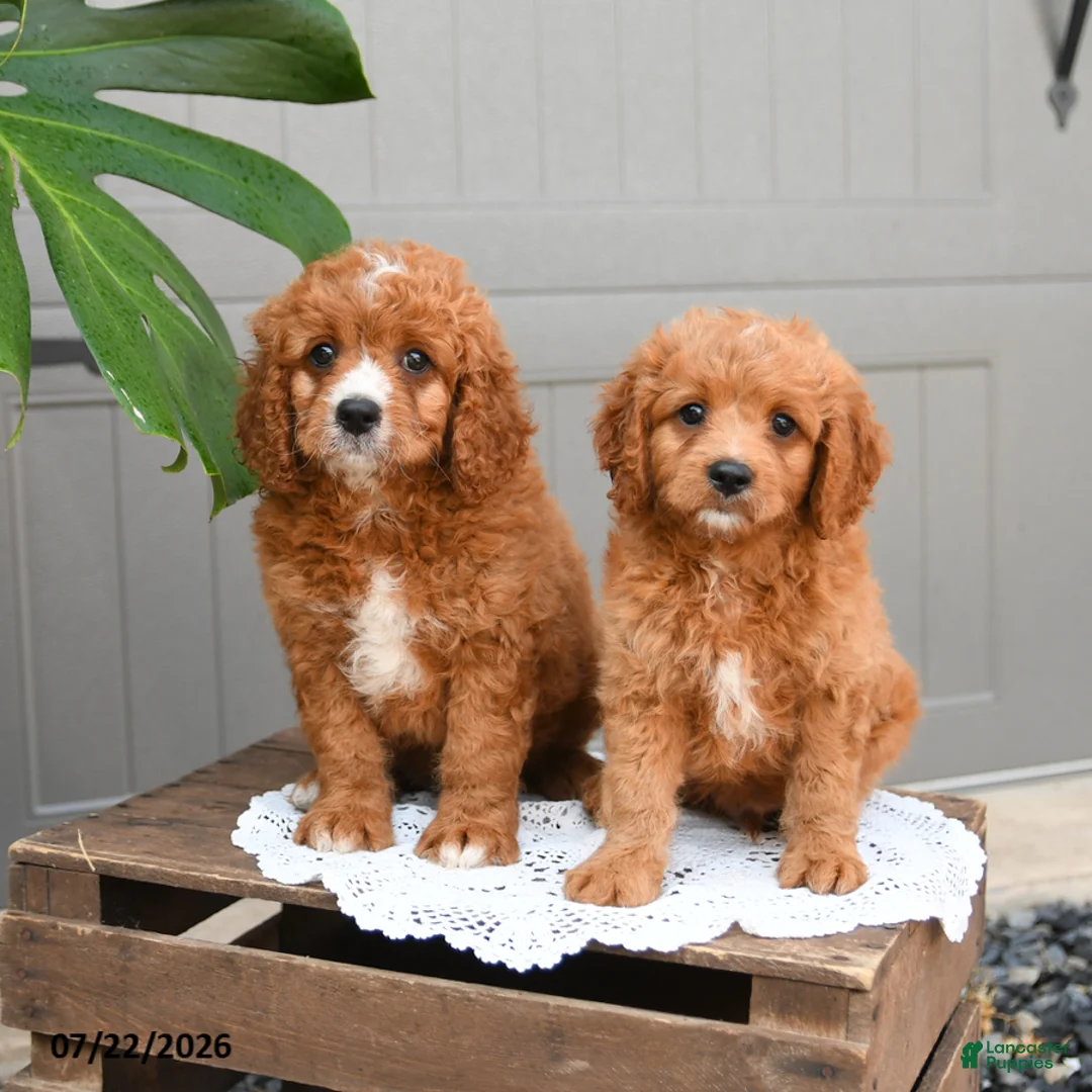 Cavapoo dogs for sale: Sonny - Ad 5