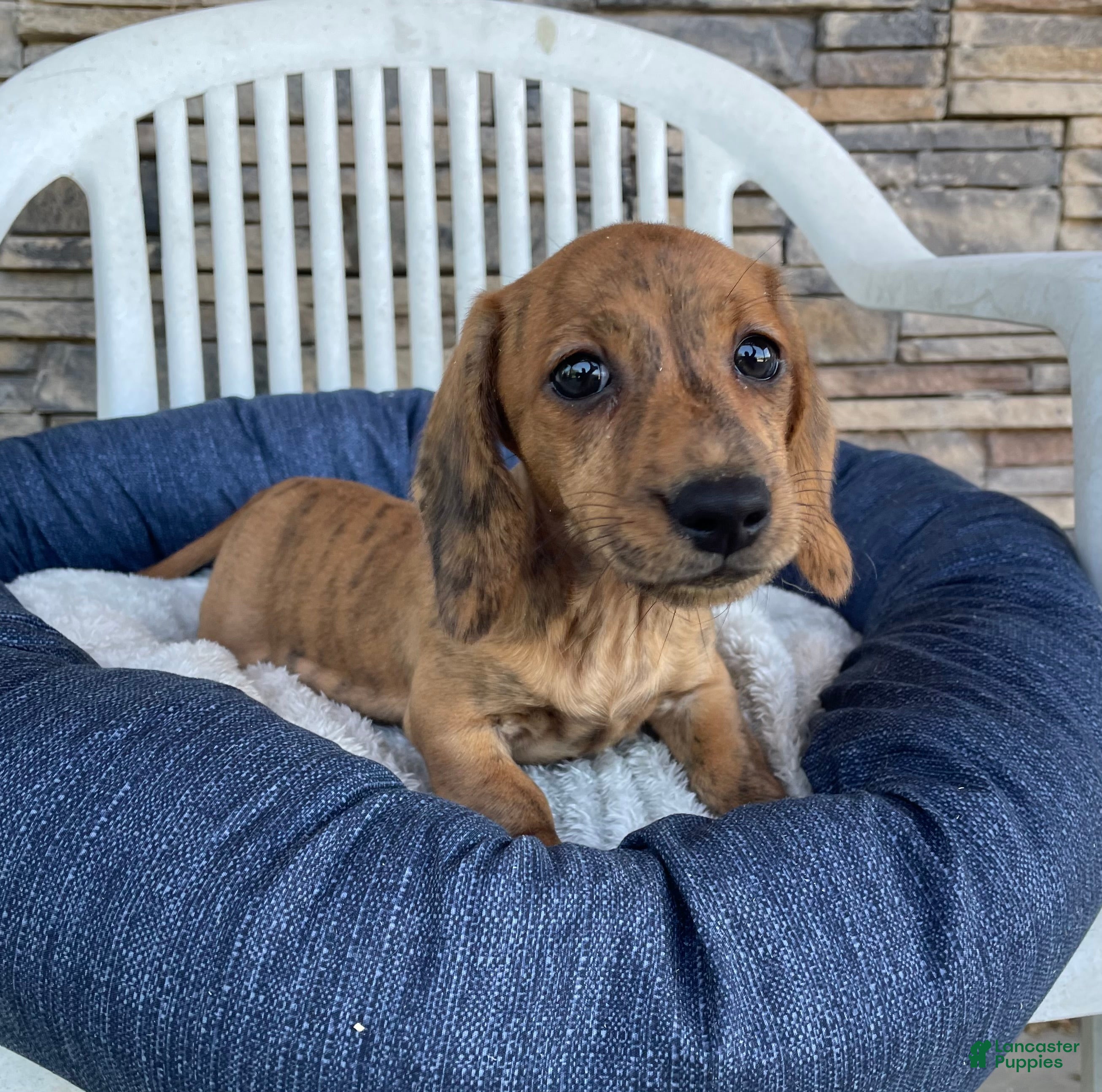 Miniature Dachshund dogs Fritz - Ad 1