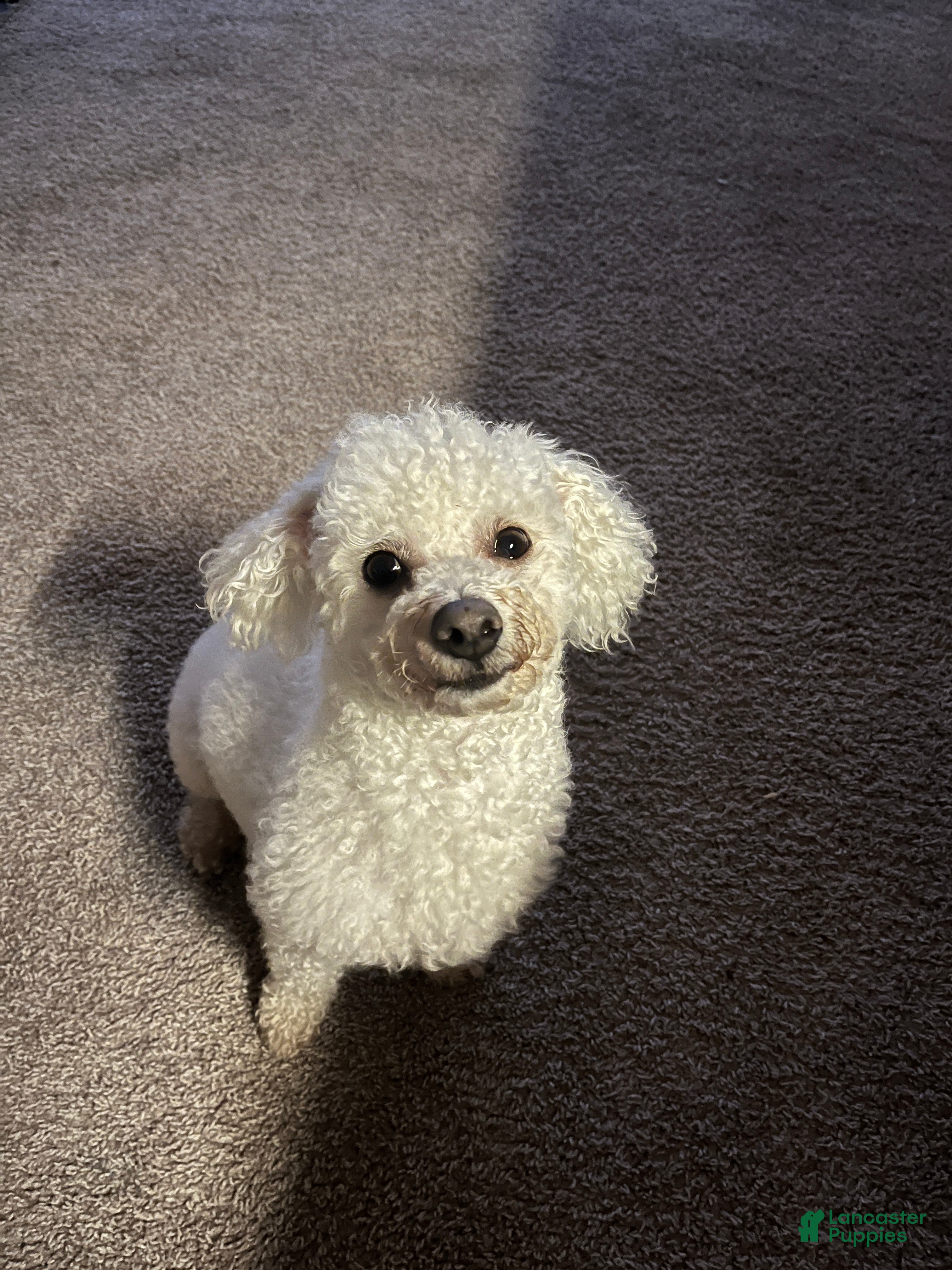 Bichon Frise dogs Meet Prince - Proven Bichon Frise Stud - Ad 1