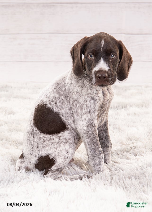 Mixed Breed dogs Romeo - Ad 1