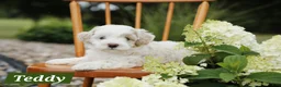 Mini Aussiedoodle dogs for sale: Teddy - Ad 3