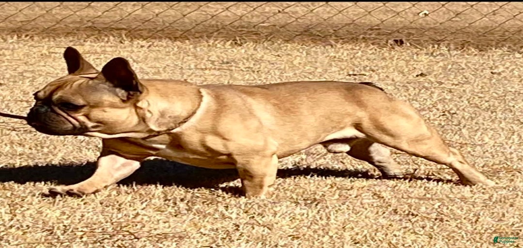 Gallery Image {{count}}