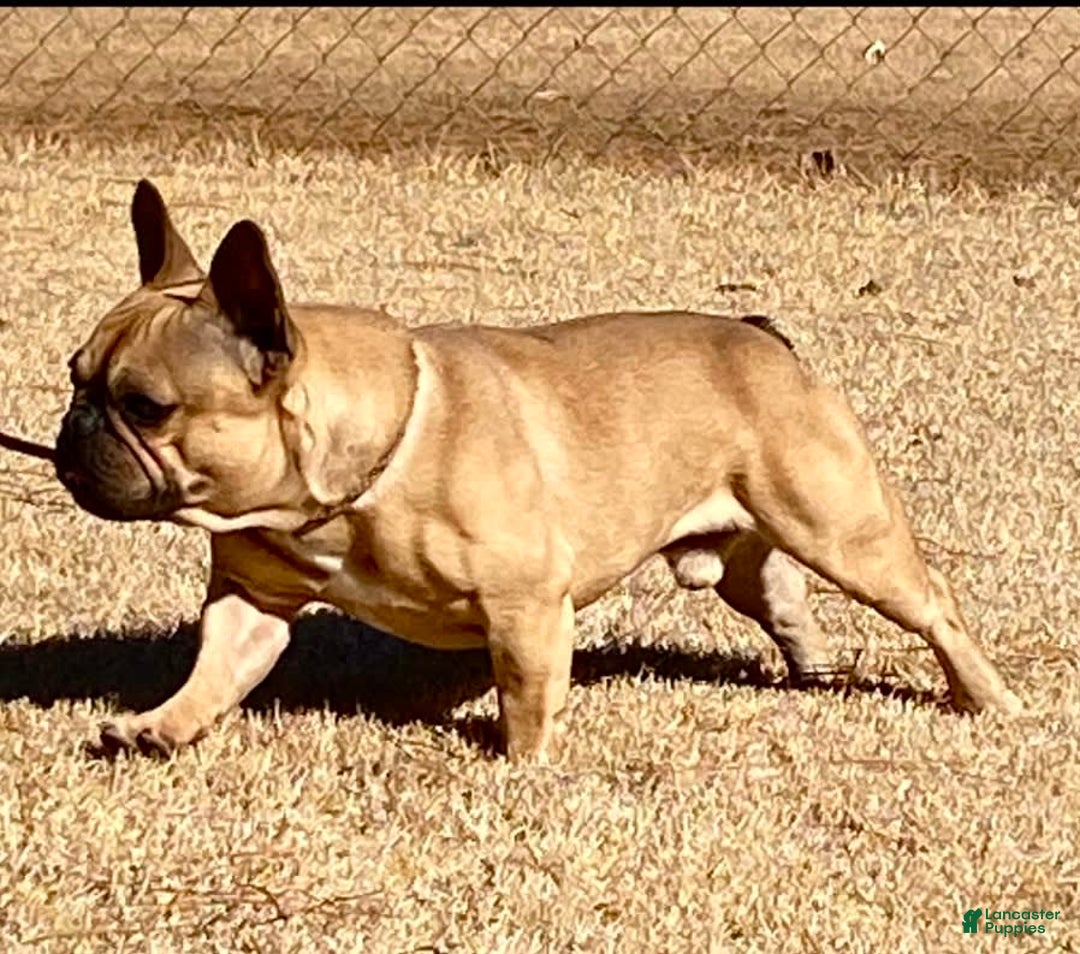 Gallery Image {{count}}