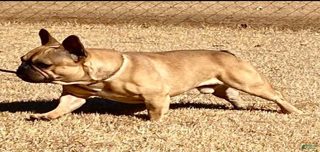 Gallery Image {{count}}