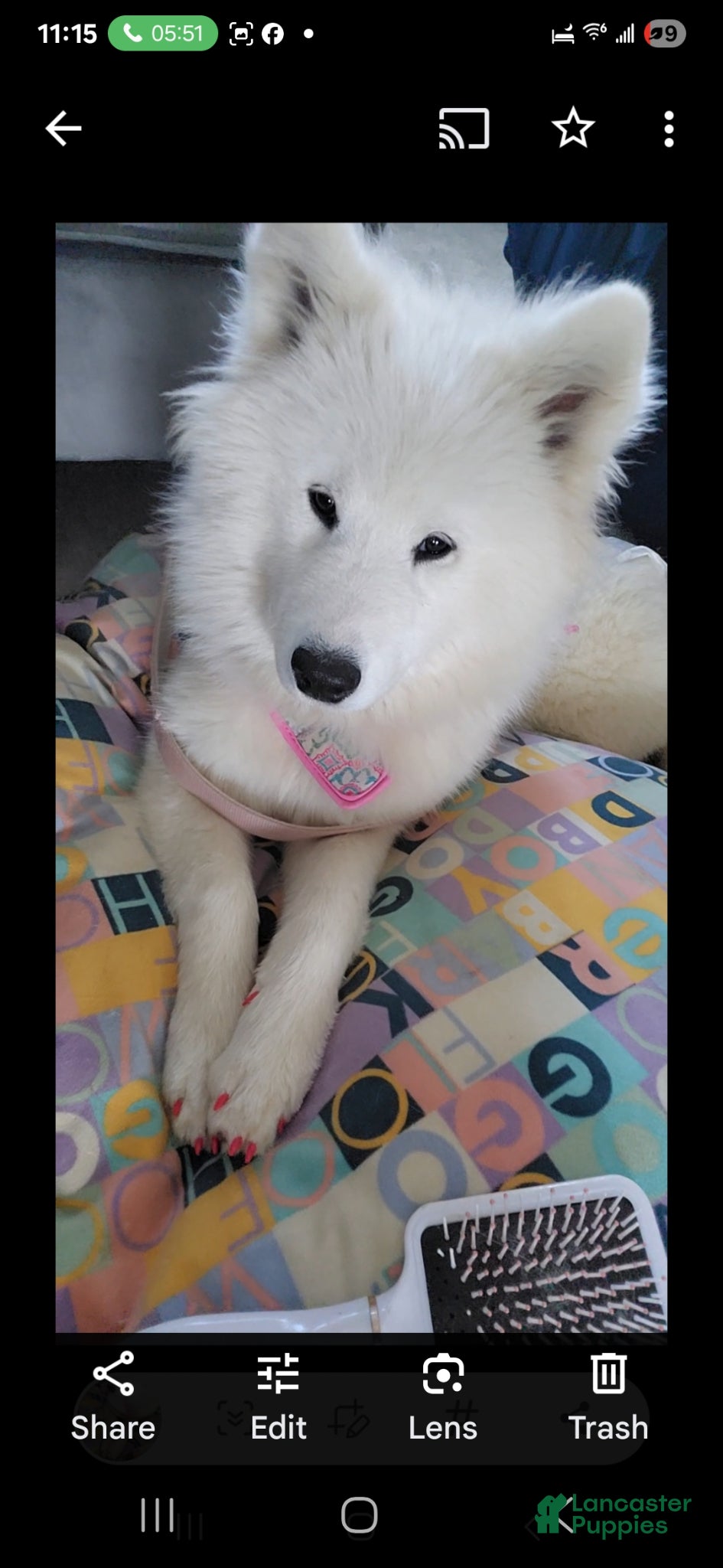 Samoyed dogs for sale: Snowball - Ad 3
