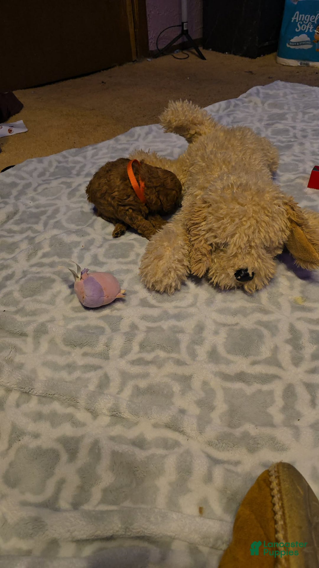 Mini Goldendoodle dogs for sale: Nova - Ad 25