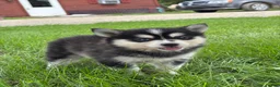 Pomsky dogs for sale: Dolly - Ad 1