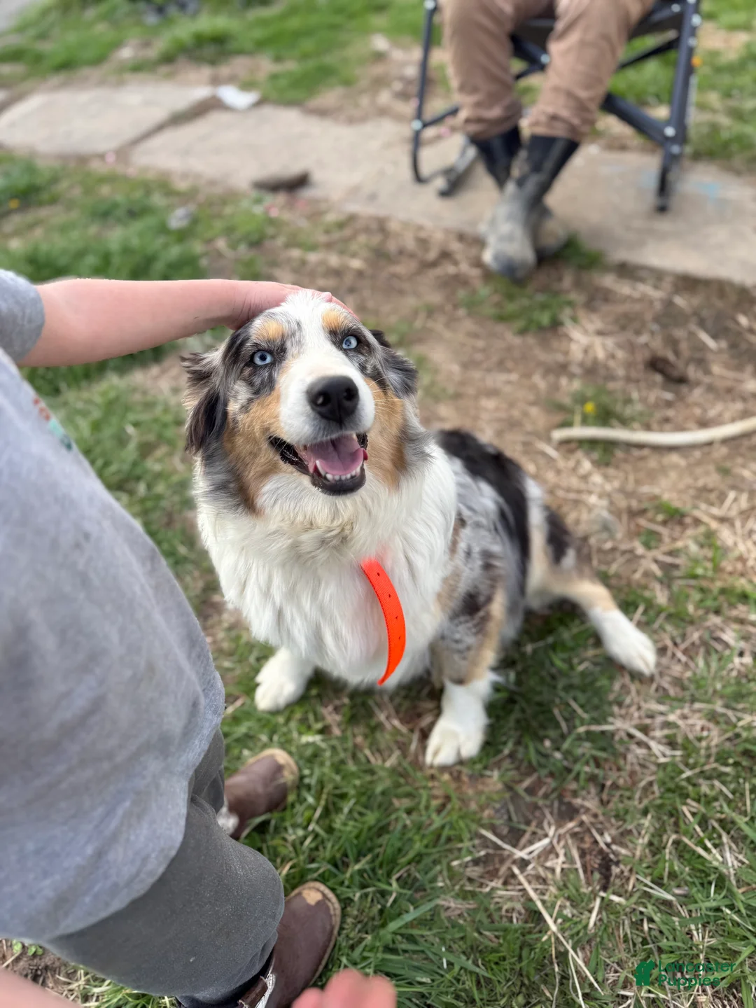 Australian Shepherd dogs for sale: Australian Shepherd Puppy 2 - Ad 5