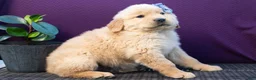 Golden Retriever dogs for sale: Sawyer - Ad 10