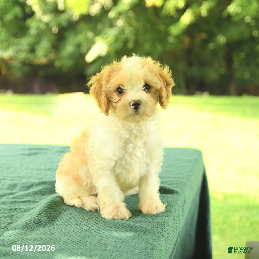 Cavapoo dogs Macy - Ad 1