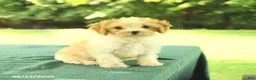 Cavapoo dogs for sale: Macy - Ad 1