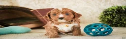 Cavapoo dogs for sale: Herbie - Ad 3