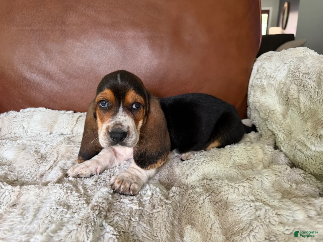 Basset Hound dogs for sale: Ronnie - Ad 1