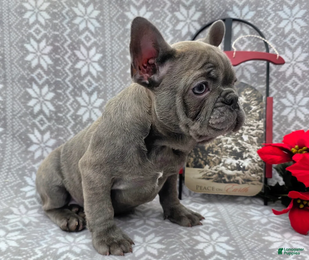 French Bulldog dogs for sale: Heather - Ad 3