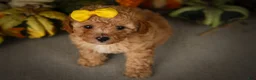 Miniature Poodle dogs for sale: Jimbo💙 - Ad 7