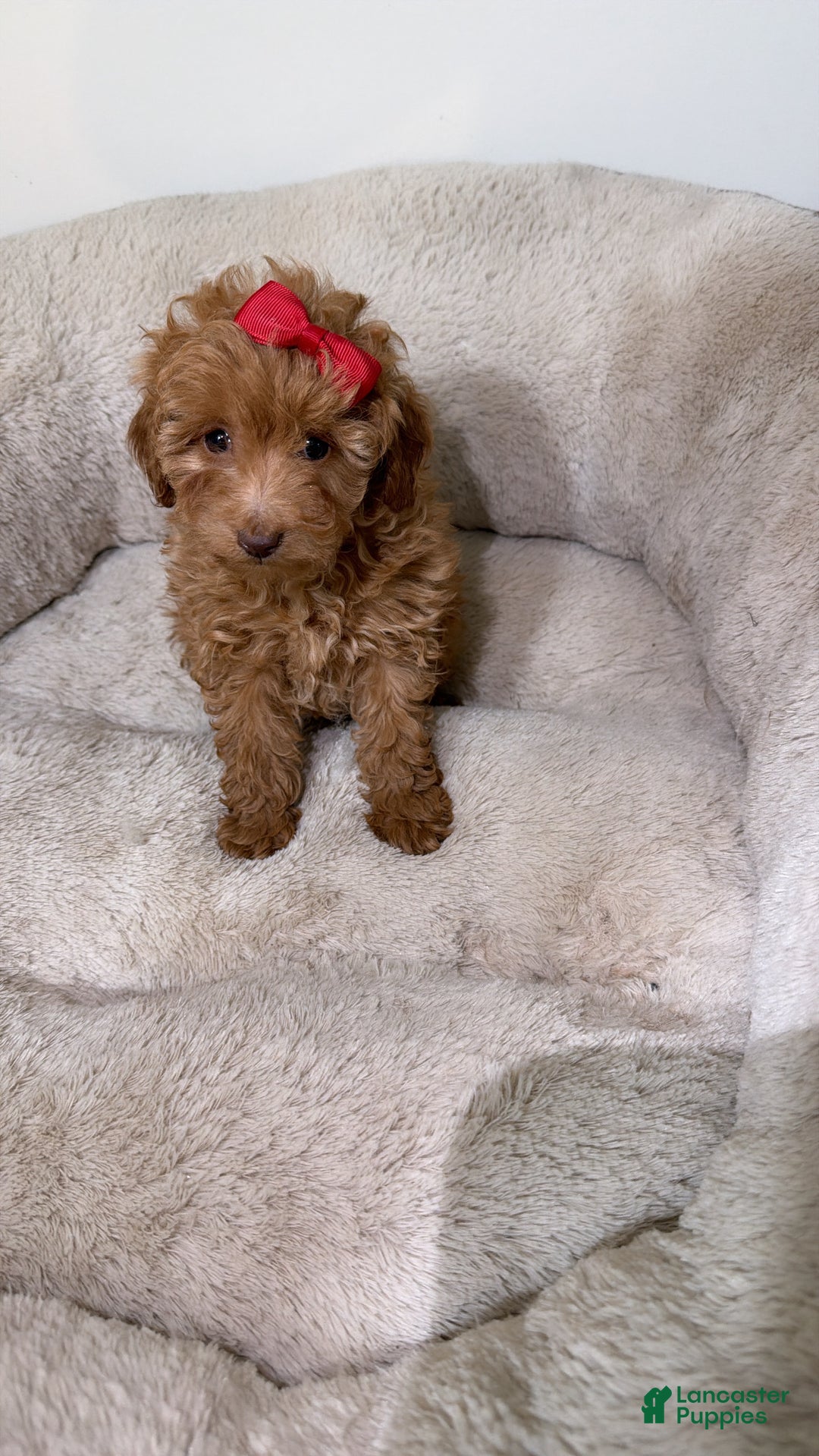 Maltipoo dogs for sale: Buttons  - Ad 4