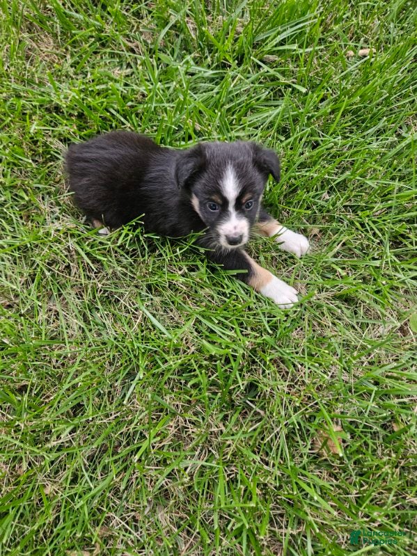 Miniature Australian Shepherd dogs Miniature Australian Shepherd 1 - Ad 25