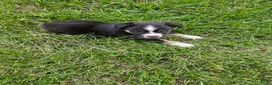Miniature Australian Shepherd 1