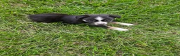 Miniature Australian Shepherd dogs for sale: Miniature Australian Shepherd 1 - Ad 1