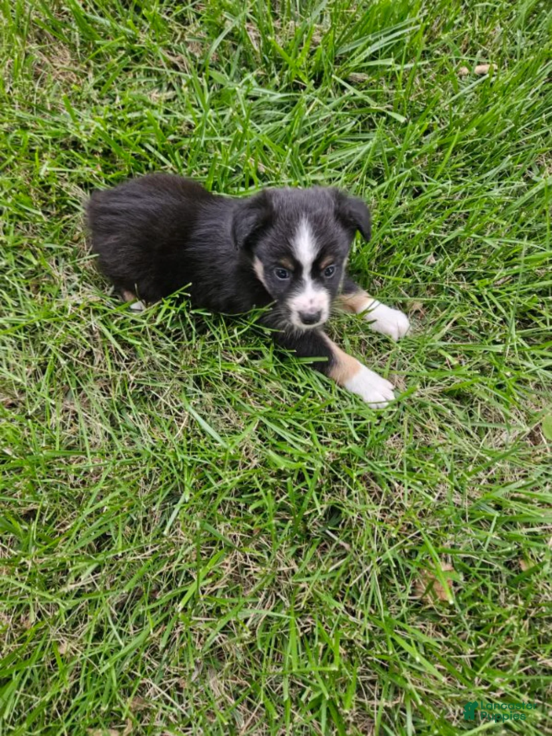 Miniature Australian Shepherd dogs for sale: Miniature Australian Shepherd 1 - Ad 1