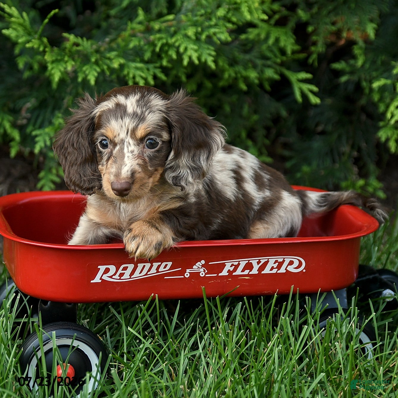 Miniature Dachshund dogs Irving - Ad 2