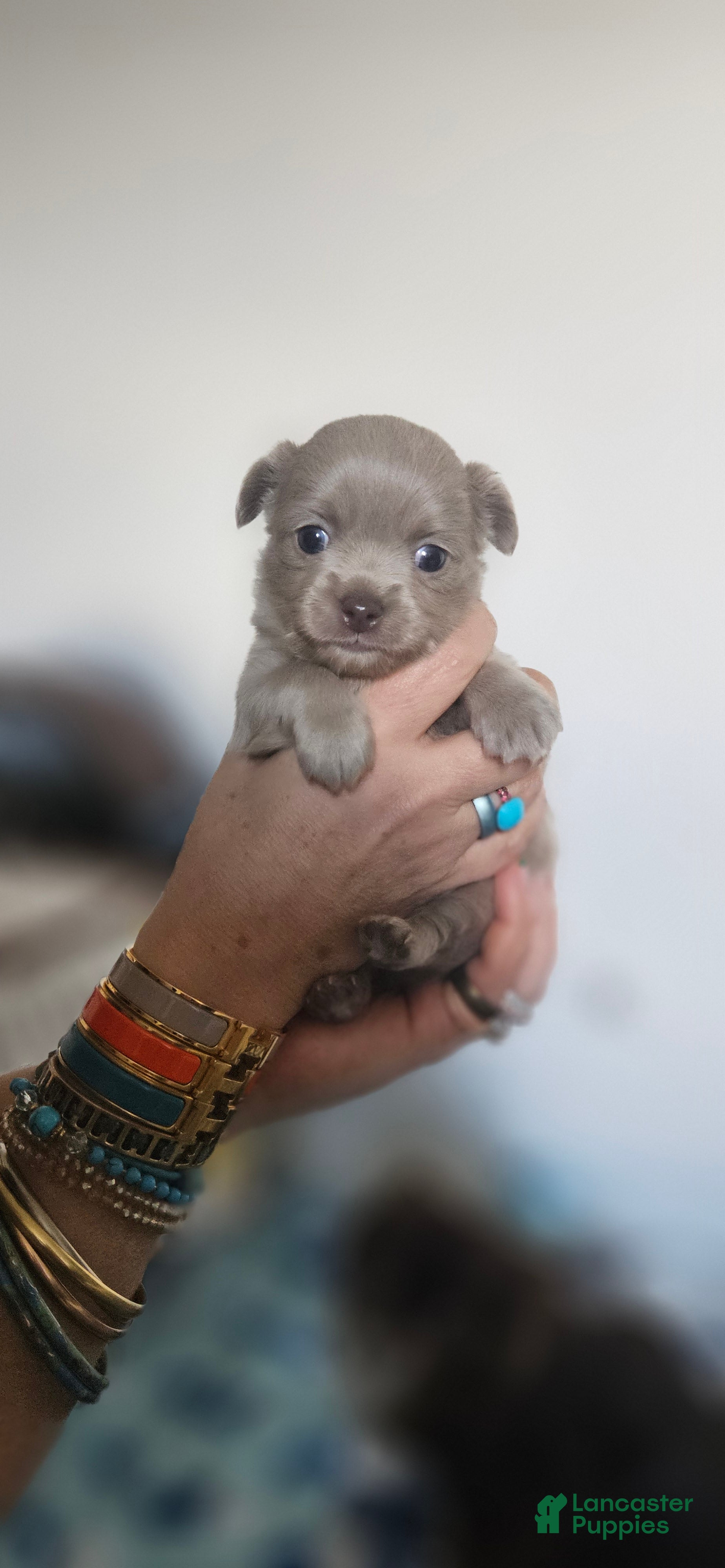 Chihuahua dogs AKC Fluffy lilac boy - Ad 1