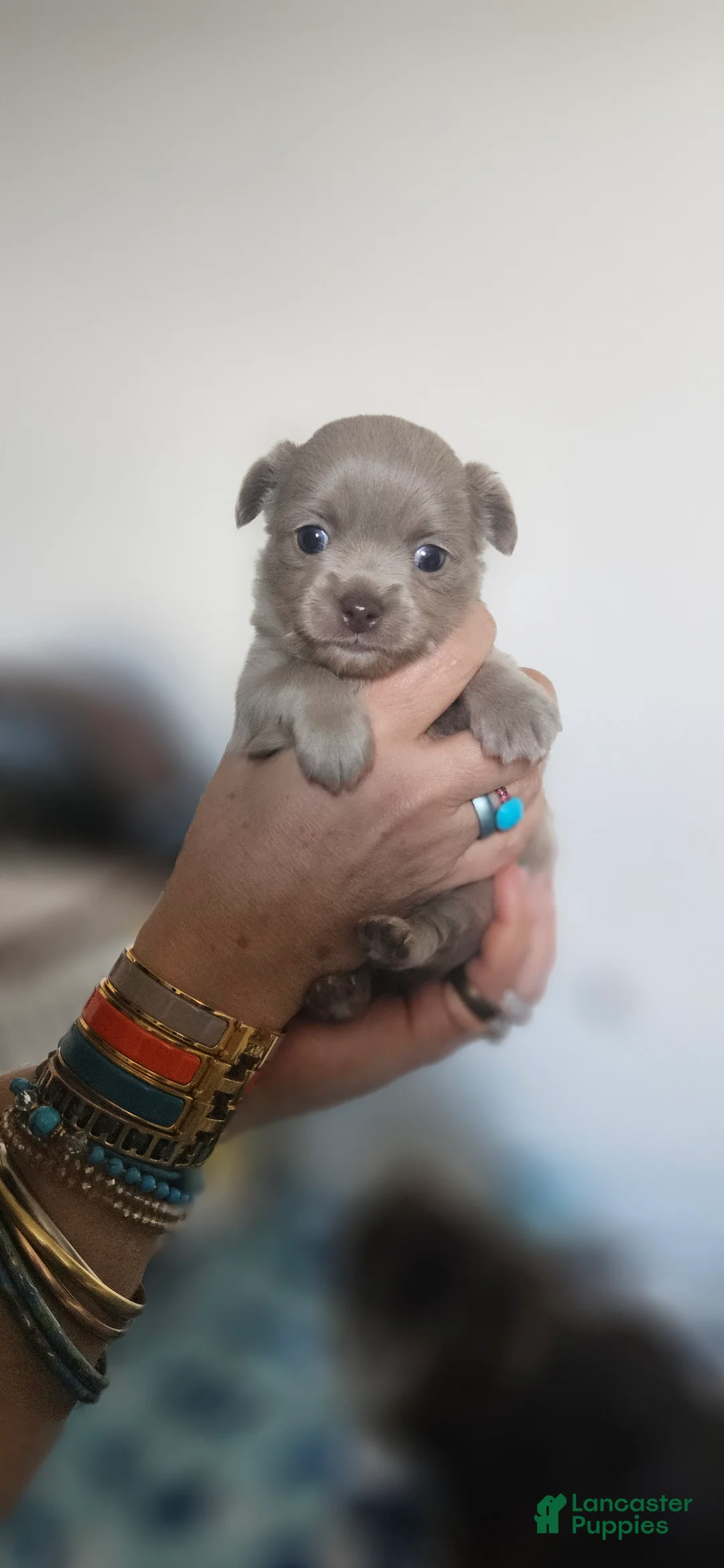 Chihuahua dogs for sale: AKC Fluffy lilac boy - Ad 1