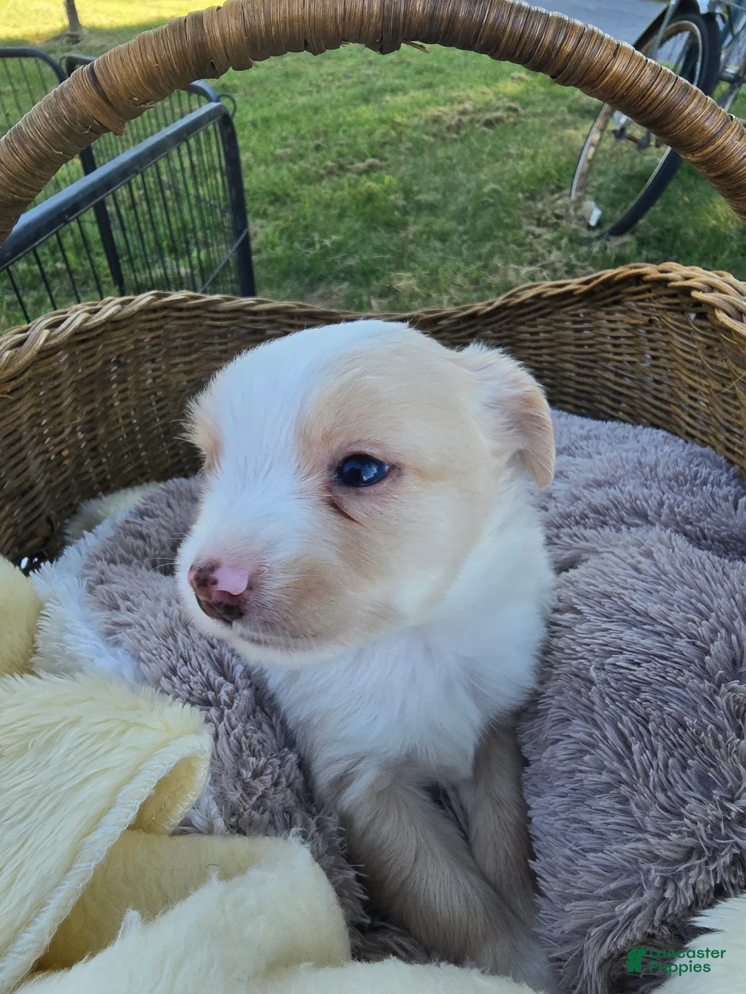 Miniature Australian Shepherd dogs for sale: Miniature Australian Shepherd 1 - Ad 1